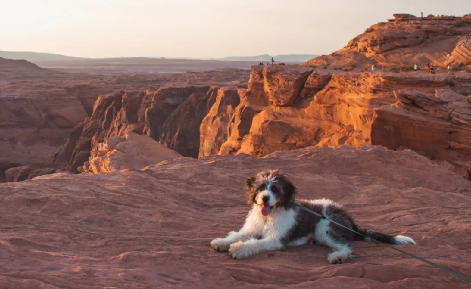 Dog sitting on desert 